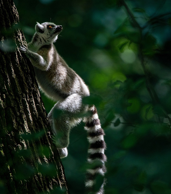 About-1st-Image-lemur